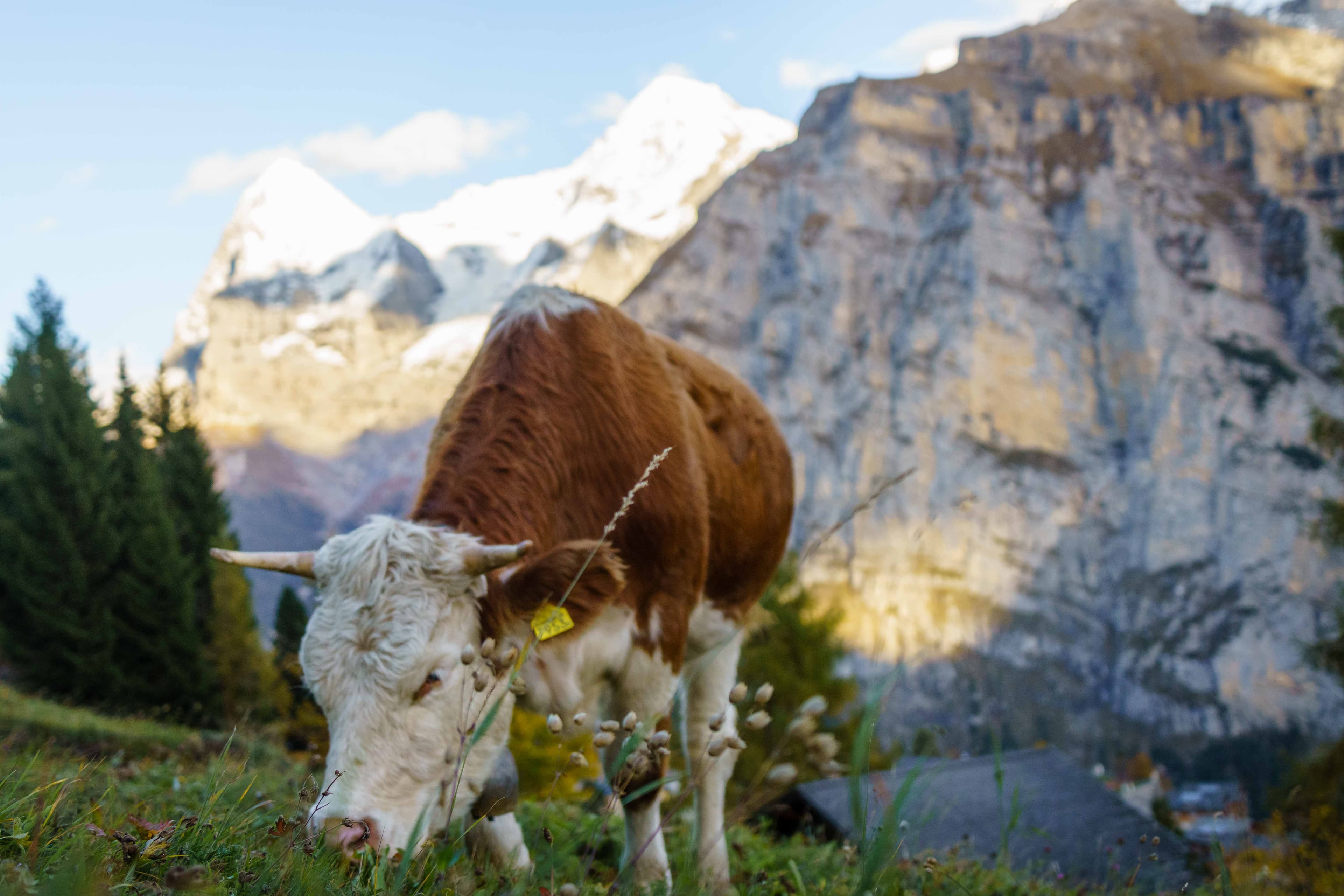 Swiss Alps 29